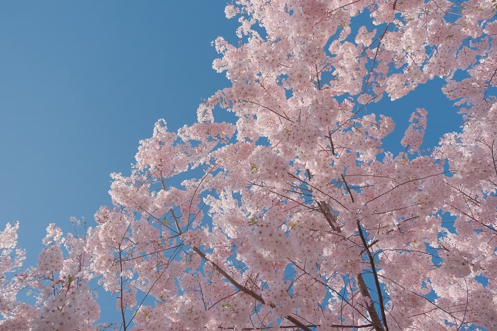 Cherry blossoms on University Drive