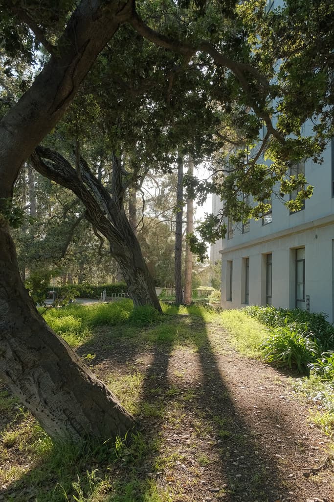 Sunlight peeking through the trees